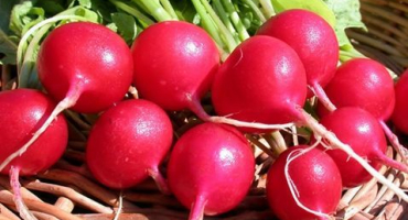 Je možné zmrazit ředkvičky na zimu a jak to udělat správně